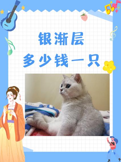 英国短毛猫银渐层多少钱一只缩略图