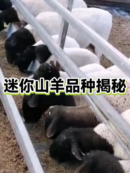 养羊能卖多少钱一个缩略图