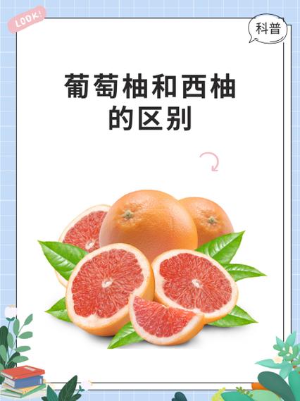 西柚登录网页入口缩略图