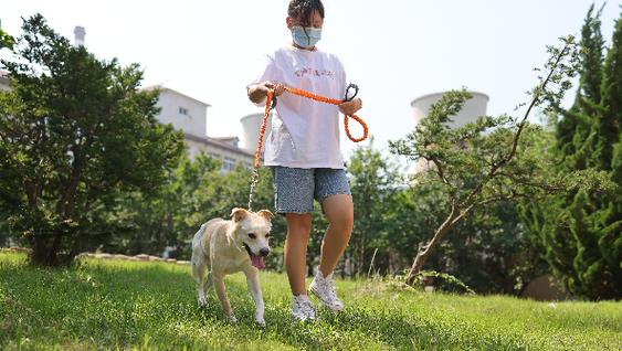 代遛狗多少钱1小时缩略图