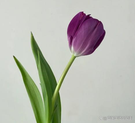怎么保存花瓣网上的图片