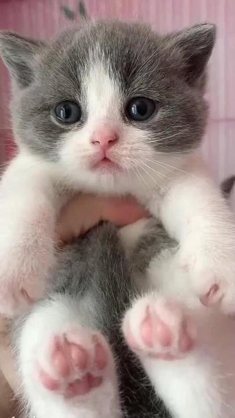播放小猫咪视频缩略图