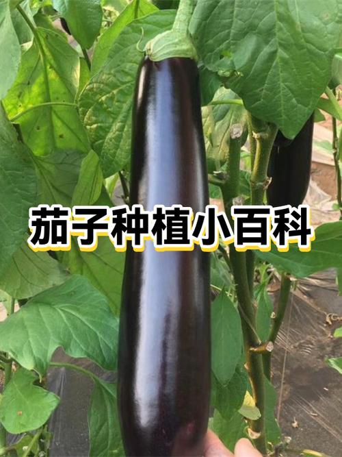 茄子百度百科缩略图