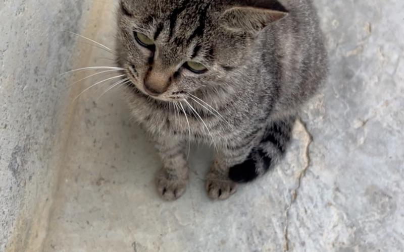 小花猫喵喵喵视频缩略图