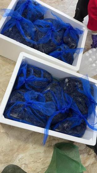 100斤蟹苗出多少螃蟹缩略图