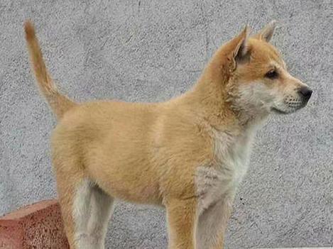 在农村养土狗赚钱吗缩略图
