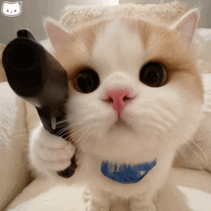 猫咪动图表情包缩略图