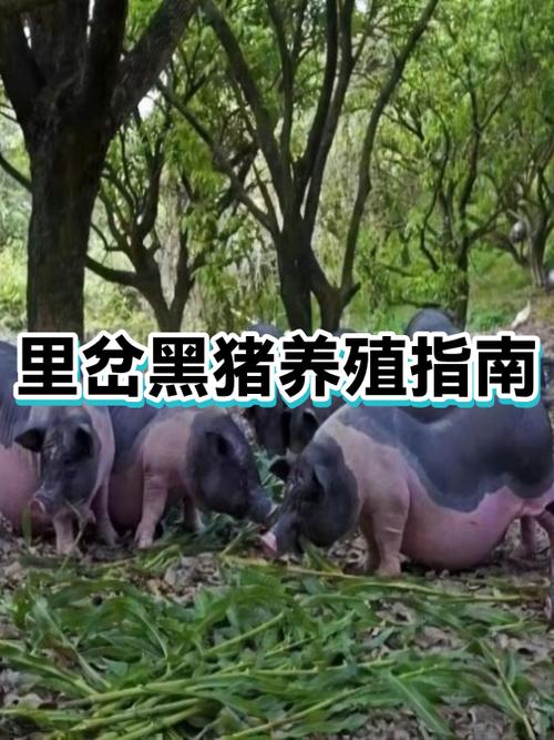 黑猪养殖成本与利润缩略图