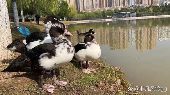 湖北的豚鸭缩略图
