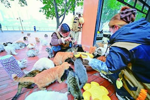 猫猫乐园缩略图