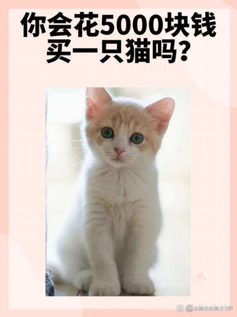 手机养猫赚钱缩略图