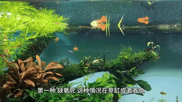 放新鱼为什么会死老鱼