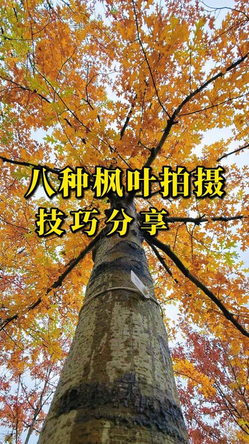 拍摄的技巧游戏截图