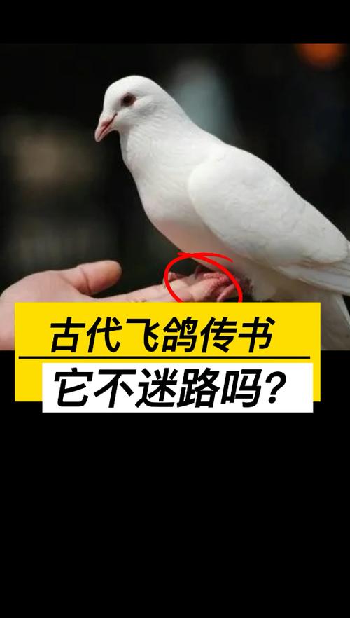 古代真有飞鸽传书吗游戏截图