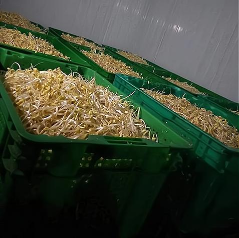 豆芽生意利润大吗游戏截图