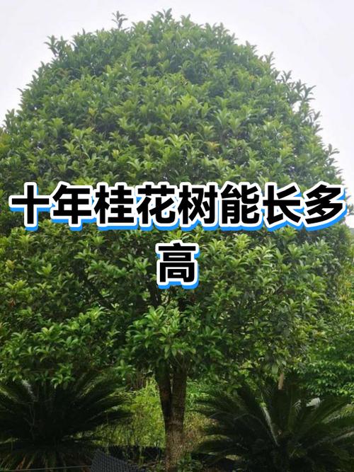 中国四大名贵树游戏截图
