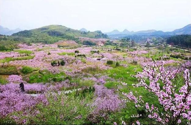 乡下生活田舍(桃子移植)游戏截图