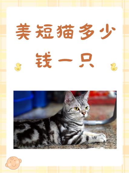 美国短毛猫多少钱一只游戏截图