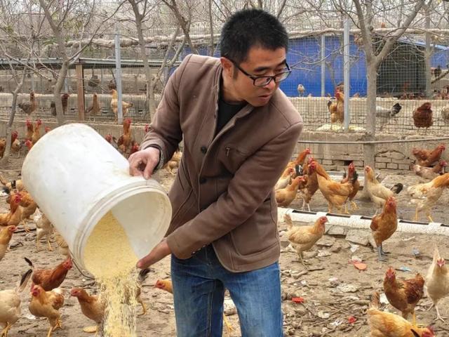养鸡达人一天能赚多少钱游戏截图