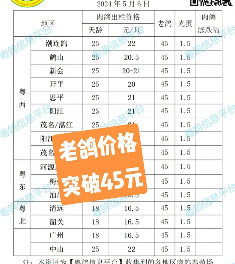 小鸽子多少钱一只缩略图