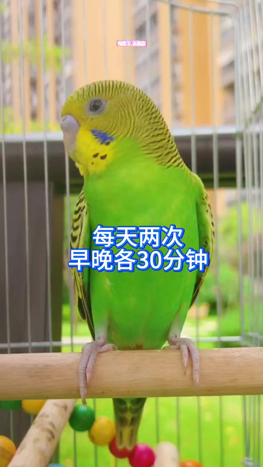 虎皮鹦鹉鸟叫声翻译软件游戏截图