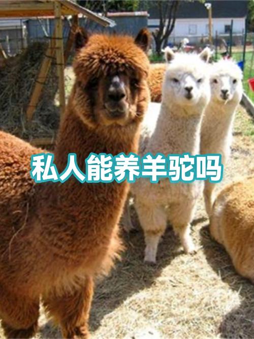 私人能养羊驼吗缩略图