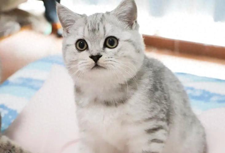 英短渐层猫图片缩略图