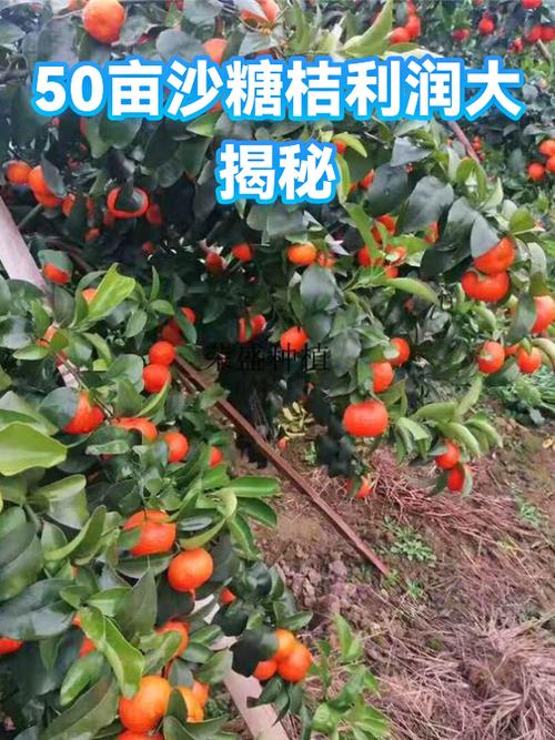沙糖桔利润怎么样游戏截图