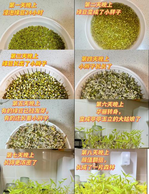 豆芽转提现缩略图