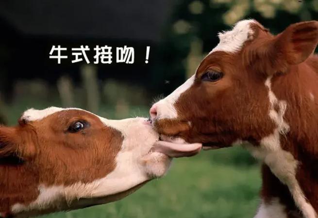 小牛多少钱一只缩略图