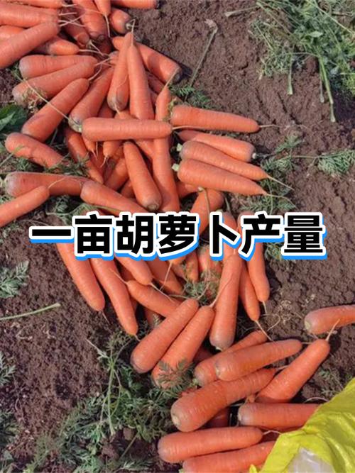 种植胡萝卜一亩利润缩略图