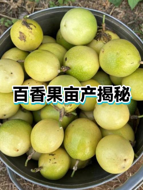 百香果一亩多少利润缩略图