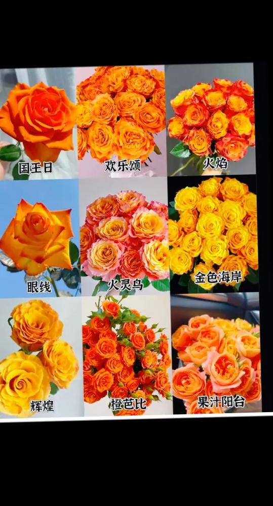橙色玫瑰的寓意和象征缩略图