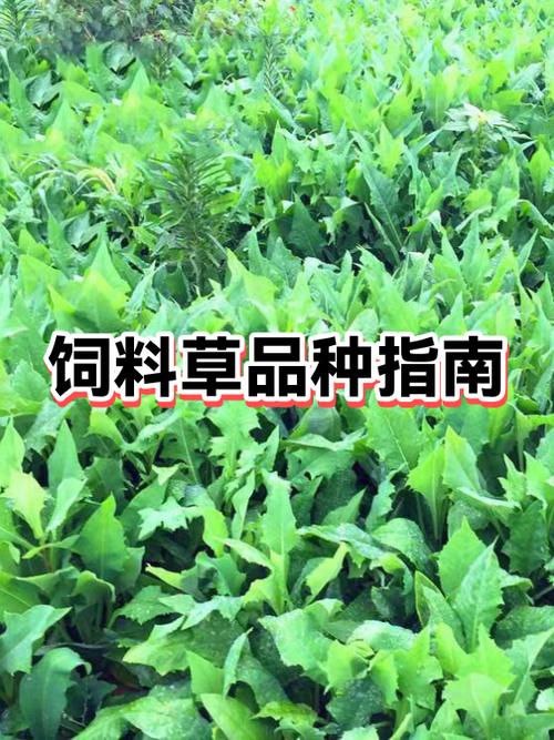 饲料草种植哪些品种缩略图