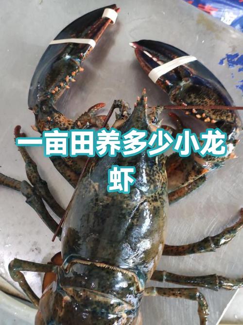 一亩地养河虾赚多少钱缩略图