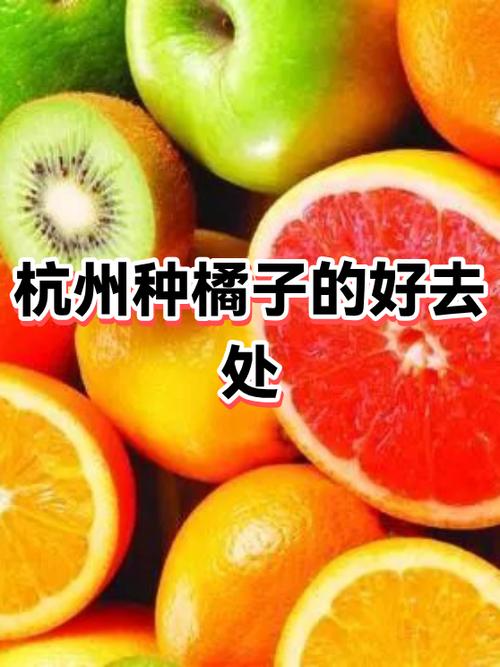 种橘子赚钱吗游戏截图