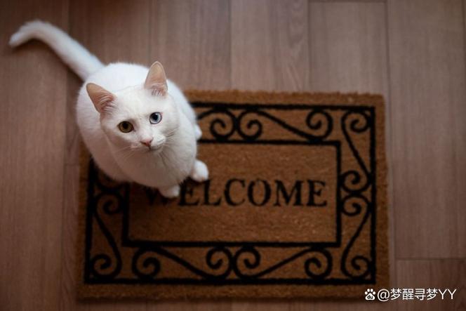 母猫出走一般几天回来缩略图