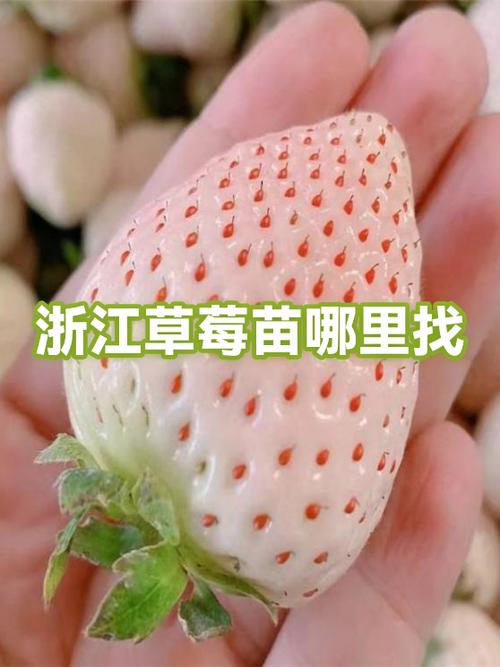 草莓成人那里找缩略图