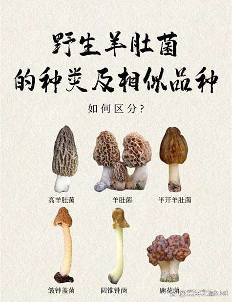 孕妇可以吃鸡枞菌吗缩略图
