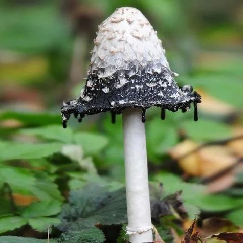 菌类有多少种游戏截图
