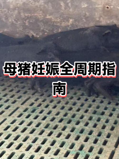 怀孕母牛4—6个月表现缩略图