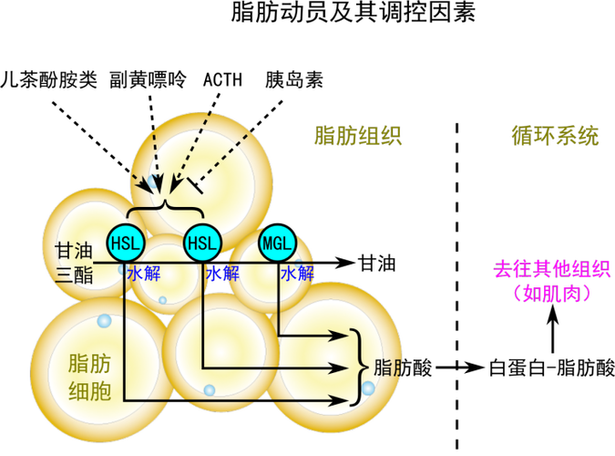 脂肪燃烧过程缩略图