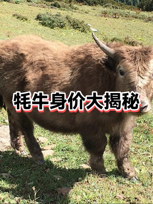 牦牛市场价多少一头缩略图