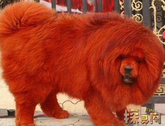 藏獒多少钱市场价游戏截图