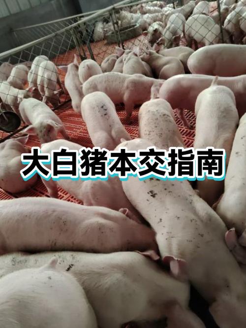 农村养猪视频全过程缩略图