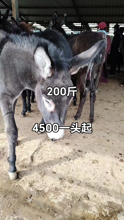 驴能杀多少斤肉游戏截图