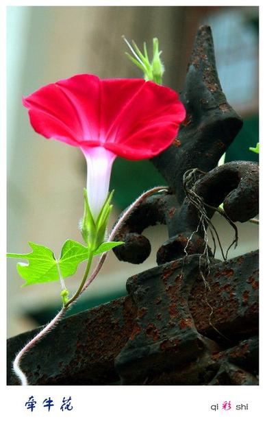 牵牛花网页版缩略图