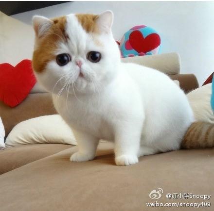 怎么给加菲猫洗澡游戏截图