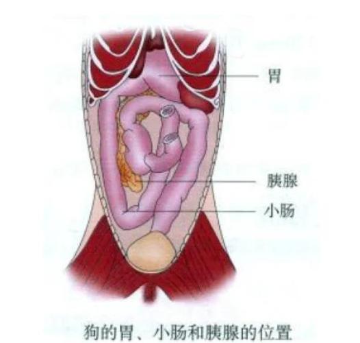 治疗胰腺最好的医院缩略图