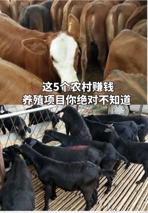 农村搞养殖的赚钱项目游戏截图